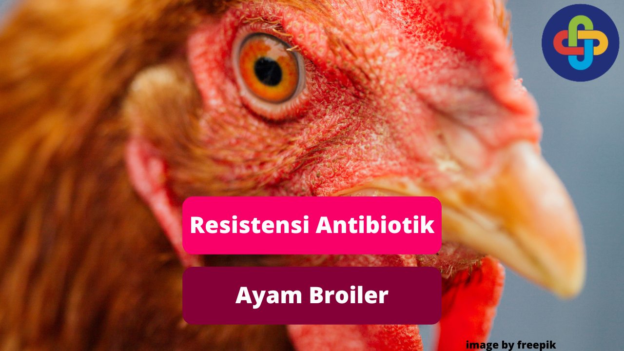 Waspadai Resistensi Antibiotik Pada Ayam Broiler